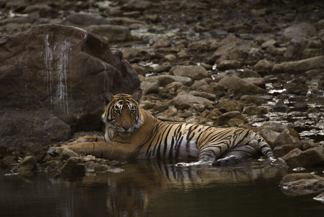 Ranthambore Wildlife Safari Package